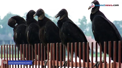 വീടുകളുടെ മേല്‍ക്കൂരകള്‍ കൊത്തി നശിപ്പിക്കും; നാടിന് തലവേദനയായി കരിങ്കഴുകന്മാര്‍