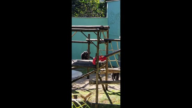 Animais do zoológico de Pomerode ganham cobertores para o inverno