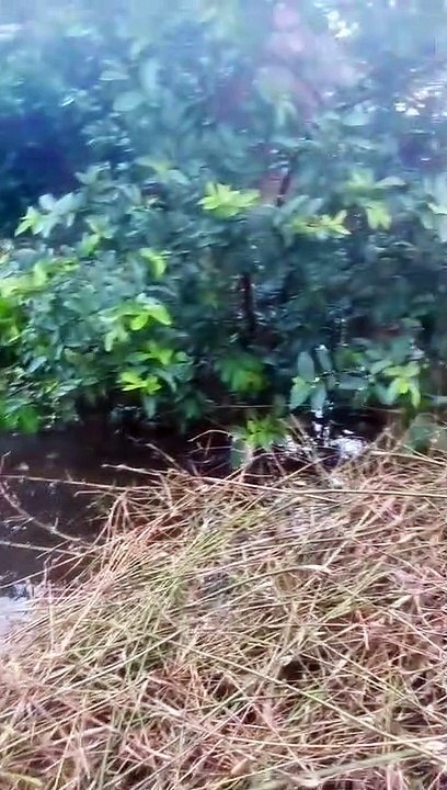 Short video