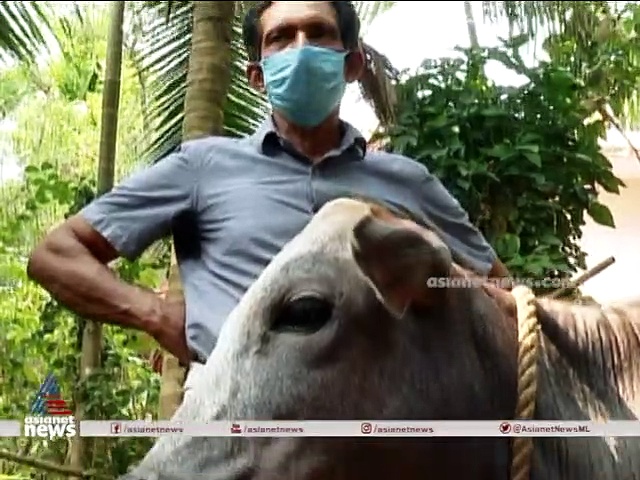 കേരളത്തിലൊരു പശു ഇനം വംശനാശത്തിന്റെ വക്കിൽ, 17 വര്‍ഷം കൊണ്ട് 20000 പശുക്കളില്‍ നിന്ന് 300 ആയതെങ്ങനെ?