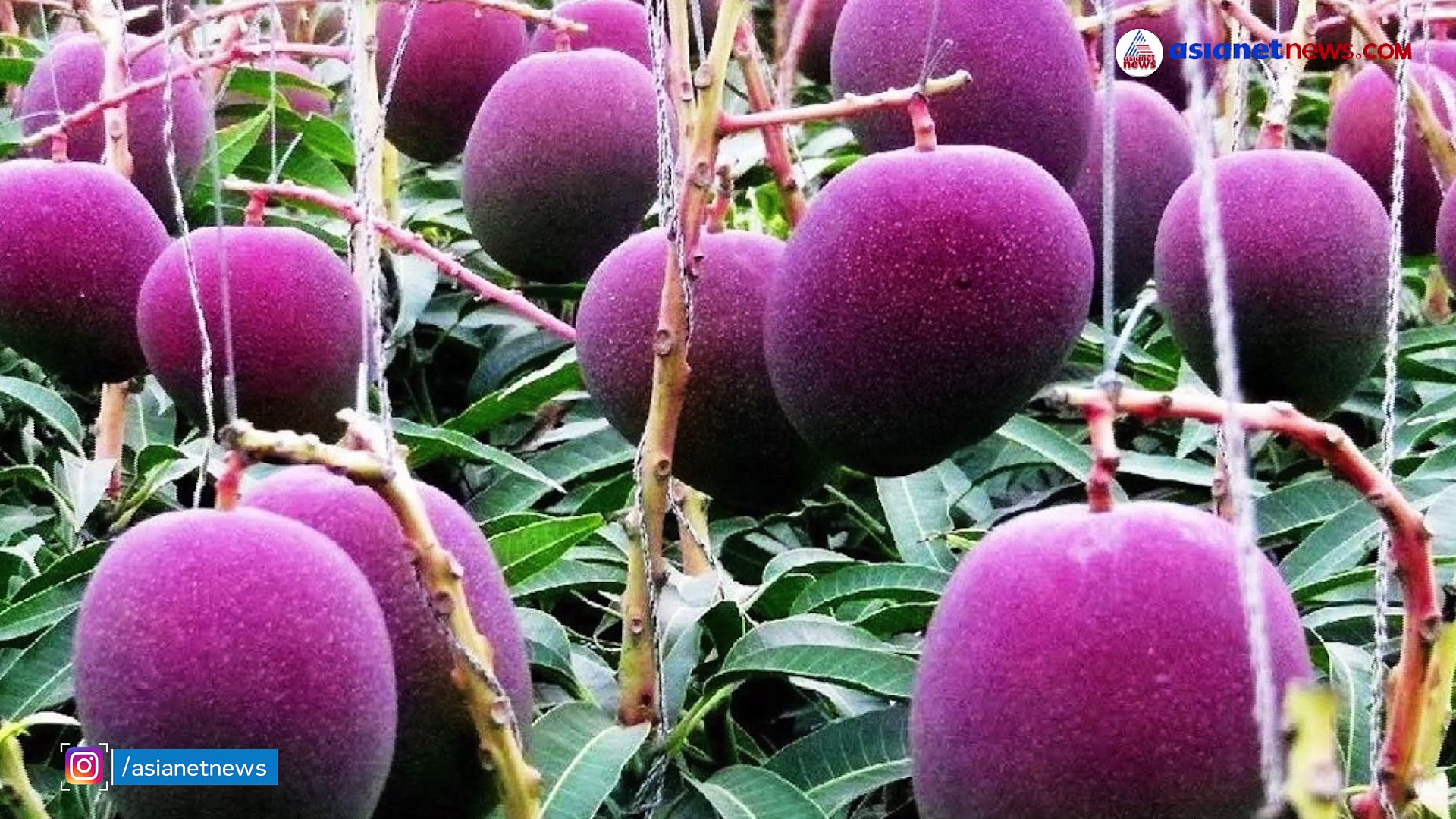 ഒരൊറ്റ കുല വിറ്റത് 7 ലക്ഷത്തിന്; ലോകത്തിലെ ഏറ്റവും വിലകൂടിയ അപൂര്‍വ്വയിനം മുന്തിരി