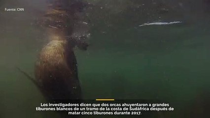 Estudio revela que un par de orcas ahuyentaron a los grandes tiburones blancos de un tramo de la costa sudafricana