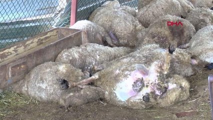 'Sokak köpekleri 35 koyunu telef etti' iddiası