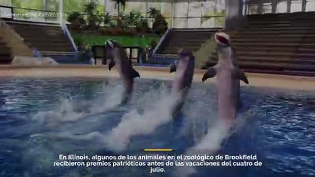 Los animales en el zoológico de Brookfield, IL, recibieron obsequios patrióticos antes del feriado del 4 de julio