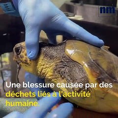 Retrouvées blessées, deux nouvelles tortues Caouanne soignées à Marineland à Antibes