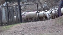 farm animals the sound of sheep cow funny duckling goat