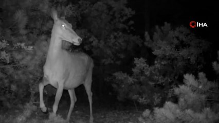 Yaban hayatı fotokapanlara yansıdı