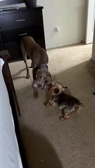 Bigger Dog Wins Tug-of-War