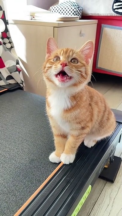 Cute caty