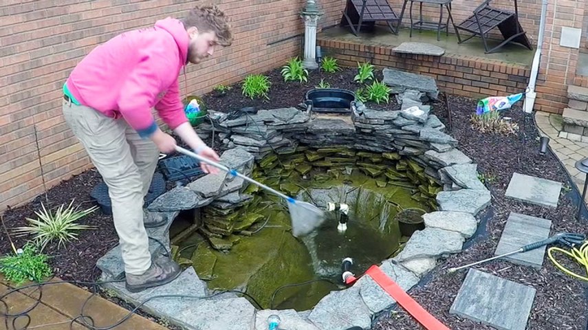 How an algae-infested koi fish pond is deep cleaned