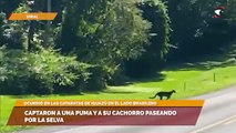 Captaron a una Puma y a su cachorro paseando por la selva