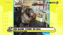 Lobo Marino 'atiende' local; siempre está de mal humor