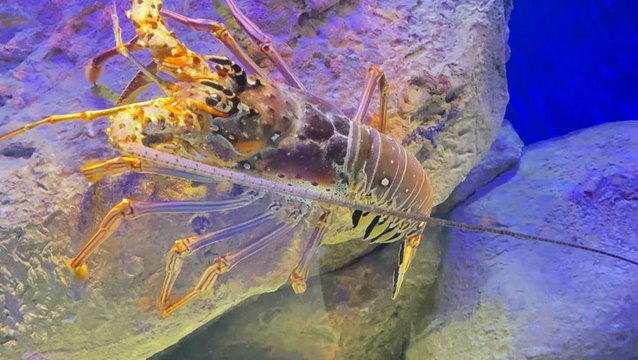 New York Aquarium fully reopens a decade after Superstorm Sandy