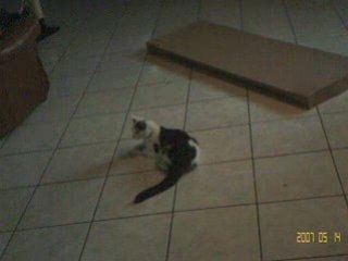 Moustic chat  fou clochette