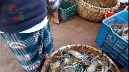 মেঘনা নদীর বড় চিংড়ি মাছ বিক্রি বাজার থেকে ১১০০ টাকা কেজি চিংড়ি কিনলাম ।