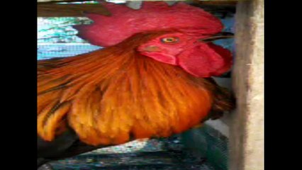 ayam ketawa berkokok dalam kandang