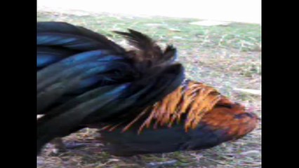 ayam ketawa berkokok dalam kandang_01