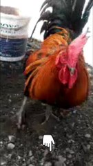 ayam ketawa tingkahnya lucu keluar kandang