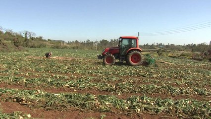 10년째 산지폐기...올해도 과잉생산 '우려' / YTN