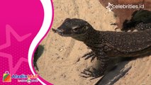 Hore, 29 Telur Komodo Menetas di Kebun Binatang Surabaya
