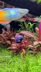 Aquascape fish