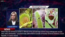 Carnivorous plant that traps prey underground is the 1st of its kind to be discovered - 1BREAKINGNEW