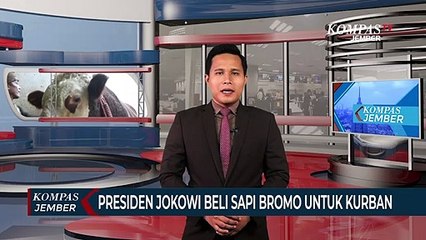 Presiden Jokowi Kurban Sapi 1,1 Ton, Beli ke Peternak Bromo