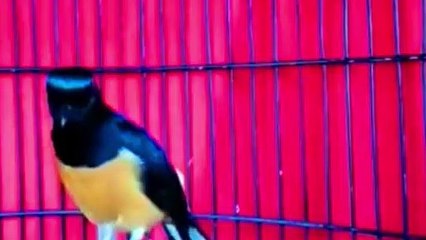 DURASI PENDEK MAMPU MENAIKAN EMOSI MURAI LAIN