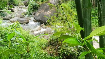 Beautiful Stream Under the Bamboo Forest - The Stones Falling From the Top of the Mountain In VN