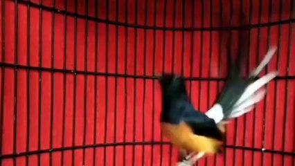 murai batu medan Ngamuk emosi tinggi full isian GACOR
