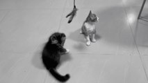 Funny kittens playing with feather toys  #cat #cats #aki13pro #kitten #animals