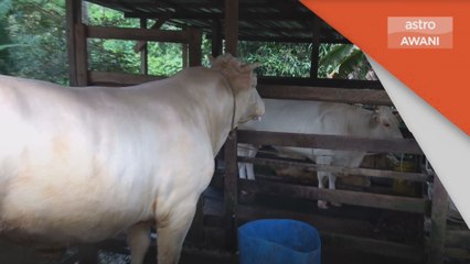 Hari Raya Aidiladha | Lelaki beli lembu sado satu tan baka Perancis