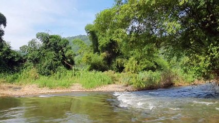 Old Tree On The River - Very Cool Water And Peaceful Landscape - Beautiful Natural Scenery