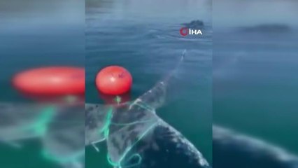 Norveç'te ipe dolanan balinayı kurtarma operasyonu