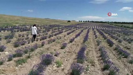 Bozkır topraklar, lavanta bahçeleri ve orman varlığıyla yeşeriyor