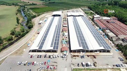 Koçlara kafa tutan keçi