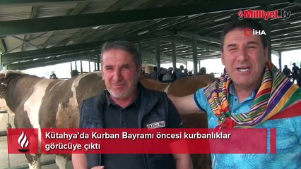 Kurban Bayramı öncesi kurbanlıklar görücüye çıktı