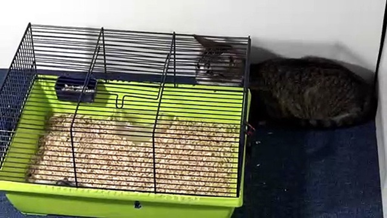 Cat Killer Instincts