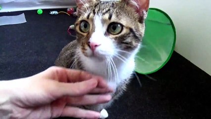 Cats Are Tigers Fed by Hand