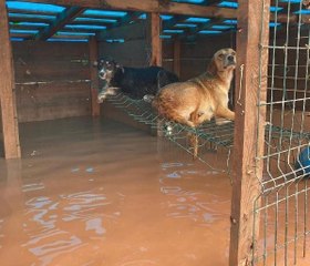 SEL FELAKETİNDEN KURTARILAN 30 KÖPEK, BURSA'DA TEDAVİ EDİLİYOR
