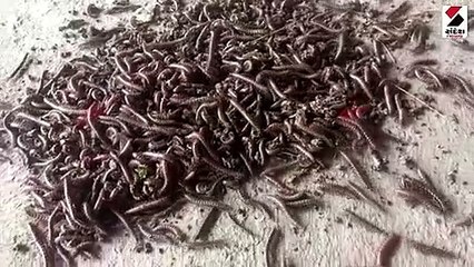 મિતિયાળા ગામમાં ઈયળોનાં ઝૂંડ આવી ચડયા