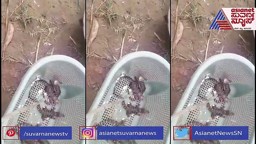 ಡಜನ್‌ಗಟ್ಟಲೆ ಮೊಸಳೆ ಮೊಟ್ಟೆಗಳು! ಗ್ರಾಮಸ್ಥರಲ್ಲಿ ಆತಂಕ