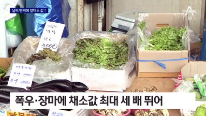 폭우·장마에 채소값 최대 세 배 뛰어…7월도 ‘金배추’