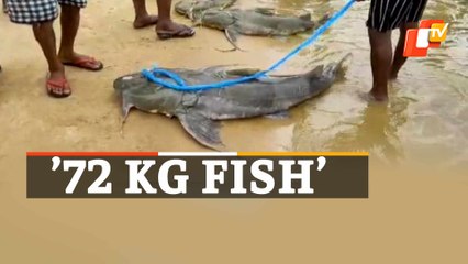 WATCH| Massive Fish Netted By Fishermen In Jajpur