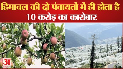 Apple season: हिमाचल में सेब सीजन पकड़ने लगा रफ्तार, इन दो पंचायतों में ही होता है 10 करोड़ का कारोबार