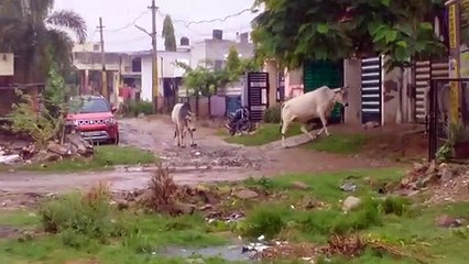 Mansoon-राजधानी जयपुर में बरसात, कल 18 जिलों में तेज हवा के साथ बरसात का यलो अलर्ट
