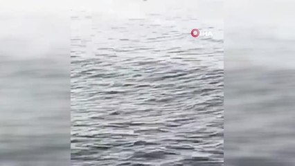 Mısır'da köpekbalığı saldırısı: 1 ölü