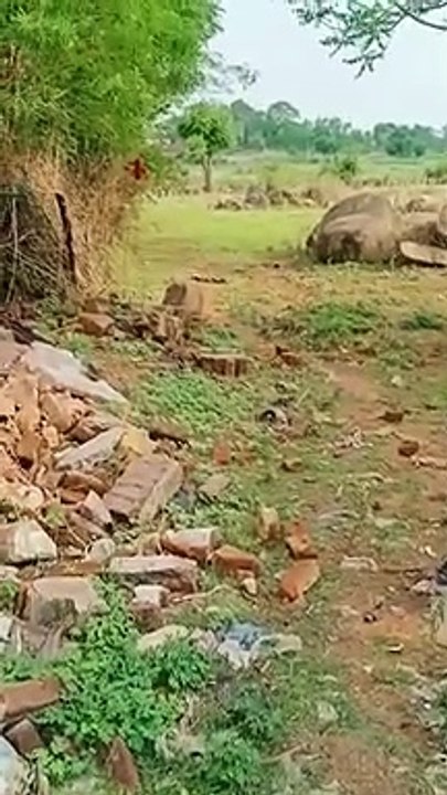 What happened in Tikamgarh when snakes and serpents were seen hugging