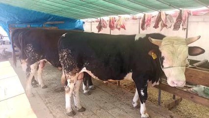 ZONGULDAK - Kurbanlıklar alıcılarını bekliyor