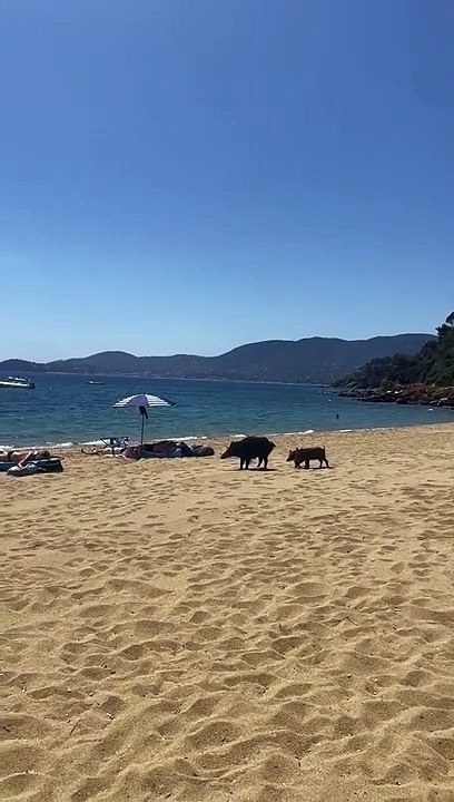 Une laie et ses marcassins stars de la plage de Gigaro à La Croix-Valmer